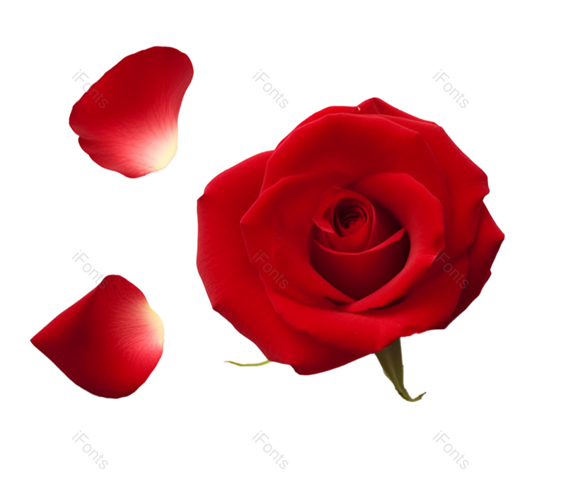 花瓣装饰图片,520元素,玫瑰花PNG,玫瑰花瓣免抠素材